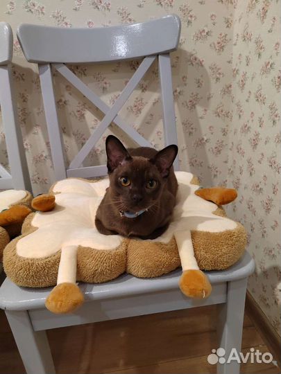 Бурманские котята
