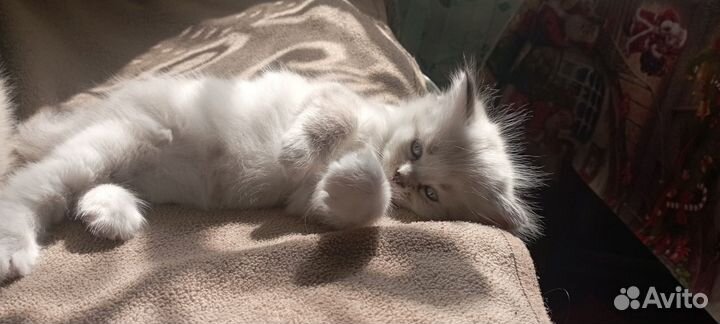 Отдам котята в добрые руки бесплатно