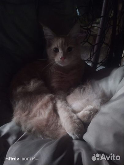 Отдам бесплатно в добрые руки