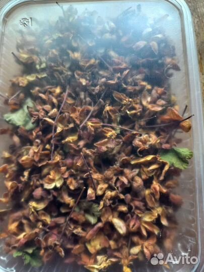 Ягоды черника, морошка, сушёные грибы белые