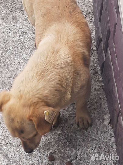 Собака кобелек кто потерял