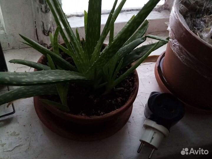 Комнатные цветы отдам