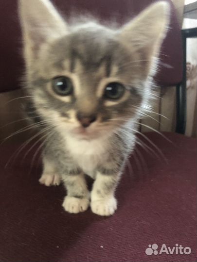 Котята в добрые руки приучены к лотку