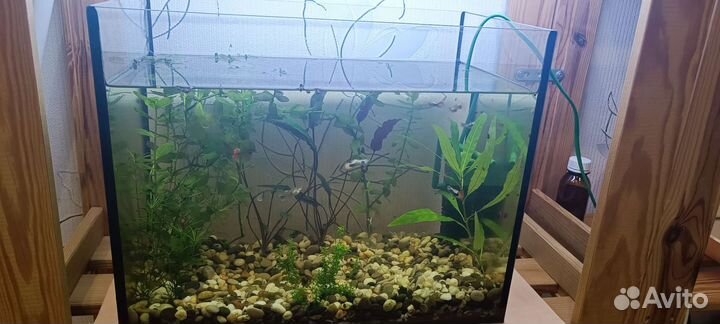 Набор аквариумных растений. Бронь до 24.10