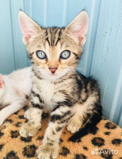 Котёнок, котята в доме руки