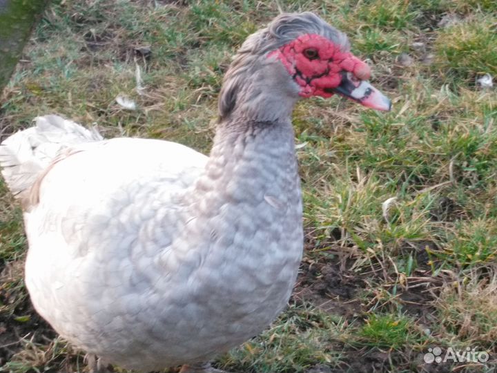 Семья индоуток