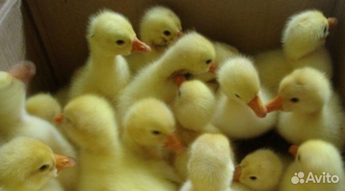 Гусята пароды Линда