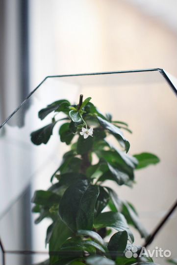 Флорариум с бонсай и водопадами