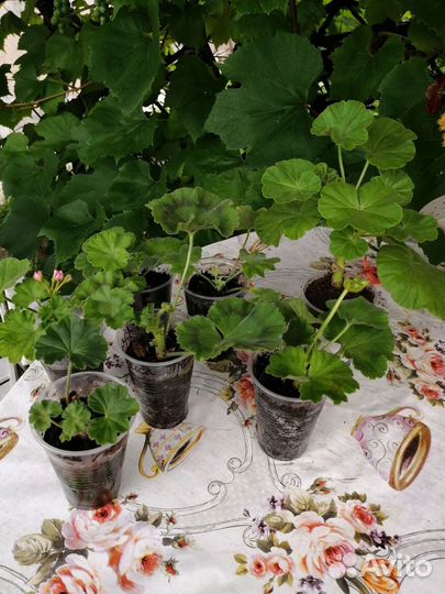 Пеларгония герань сортовая