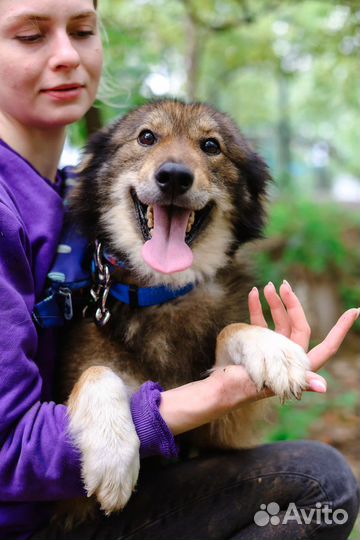 Чудесная собака в добрые руки