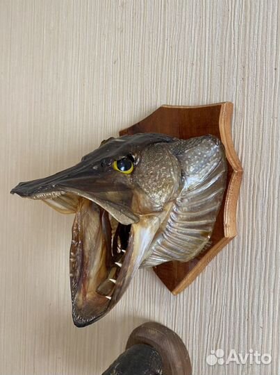 Чучело рыбы