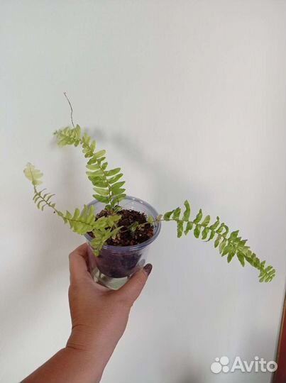 Нефролепис Тайгер, папоротник