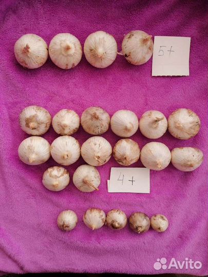 Чеснок Рокамболь (гигантский чеснок)