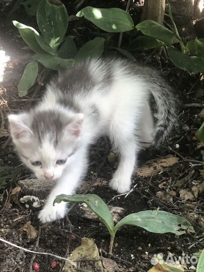 Котята бесплатно