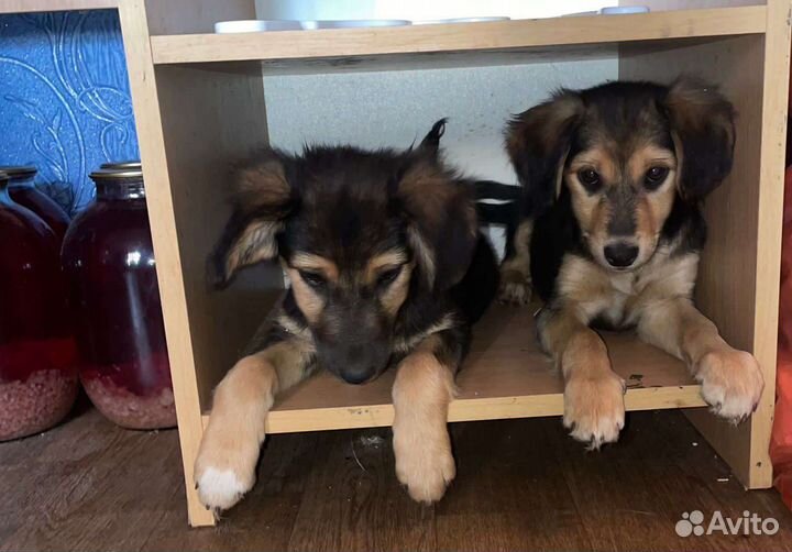 Щенки девочки ищут дом