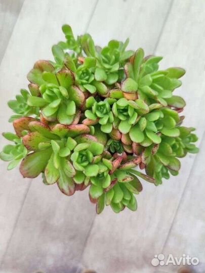 10 Эониум, Крассула