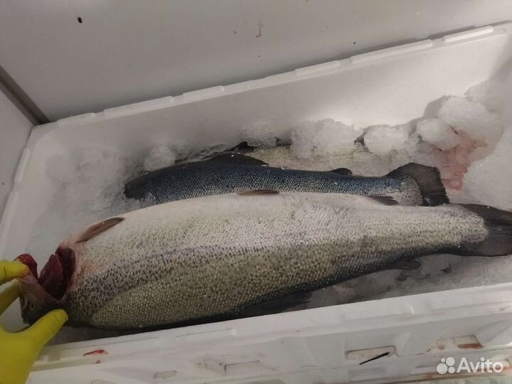 Форель охлаждённая