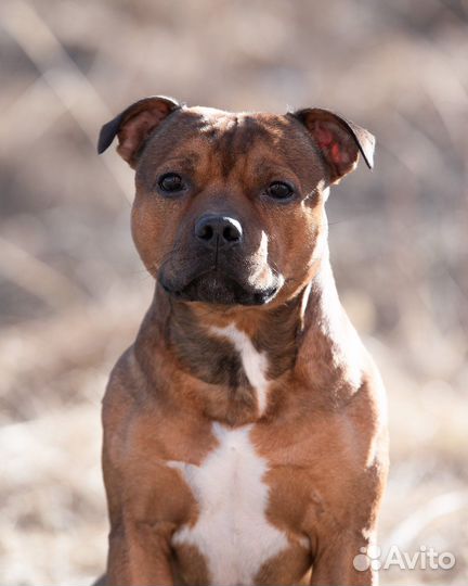 Стаффордширский бультерьер вязка