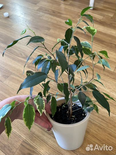 Фикус бенджамина