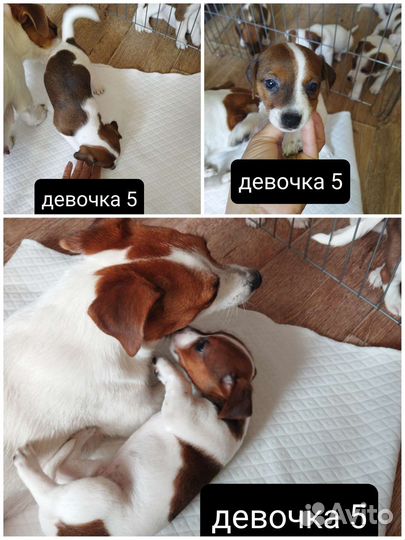 Щенки джек Рассел терьер гладкошерстный