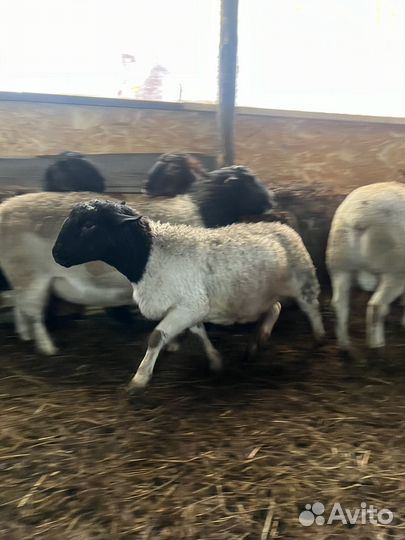 Бараны дорпер