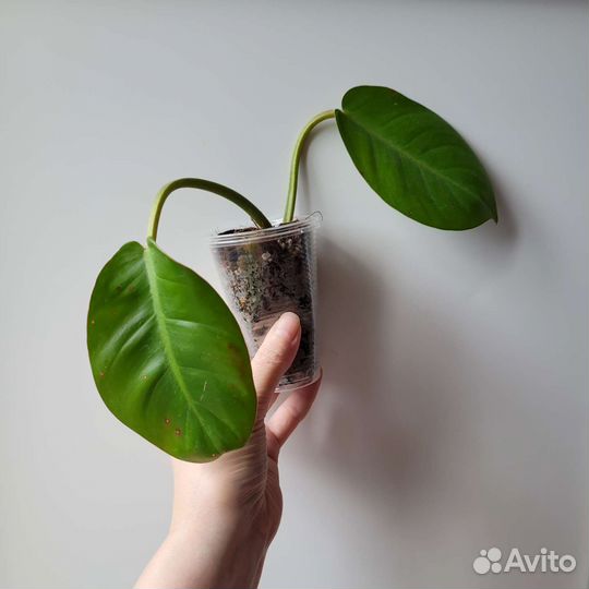 Филодендроны из личной коллекции