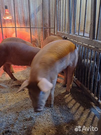 Поросята дюрок, дюрок с ландрасом