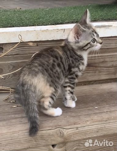 Бенгальская