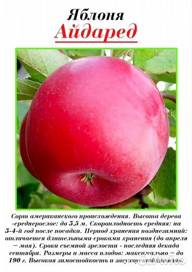 Саженцы яблони