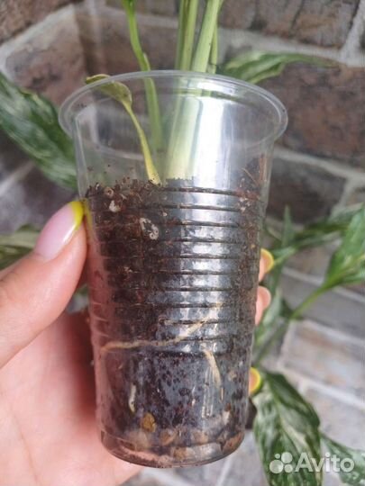 Спатифиллум diamante