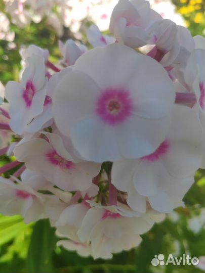 Флоксы сортовые