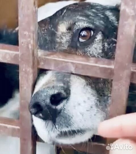 Собака в беде