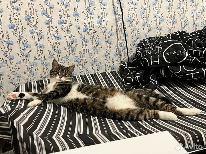 Кот в добрые руки