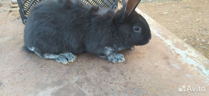 Кролики Полтавское серебро