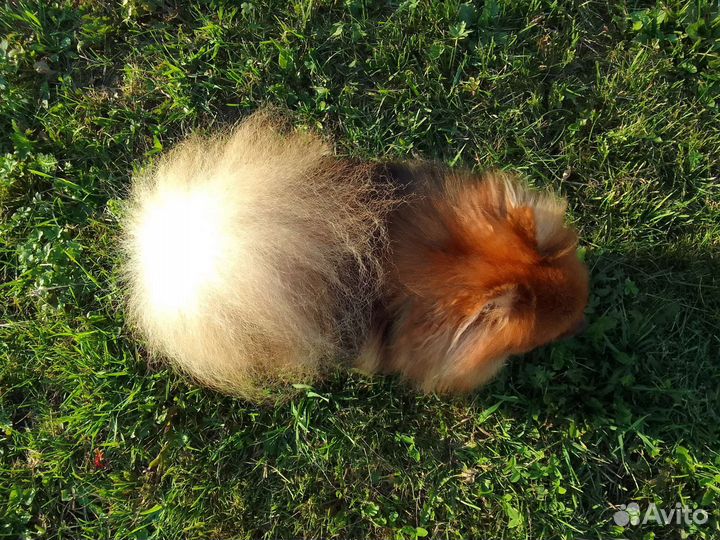 Шпиц (девочка)