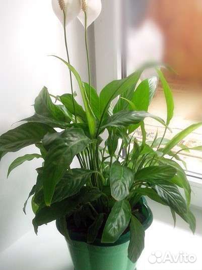 Спатифиллум женское счастье