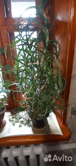 Алоэ лечебный в горшке. Столетник, возраст 7 лет