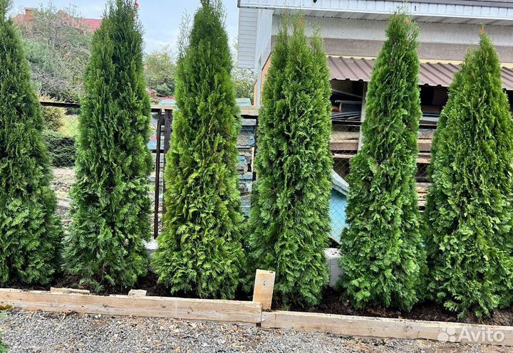 Смарагд вип экстра из питомника с доставкой