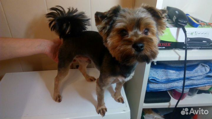 Стрижка собак, уз чистка зубов