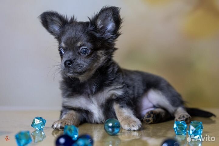 Чихуахуа щенок мальчик