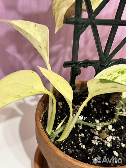 Сциндапсус марбл квин