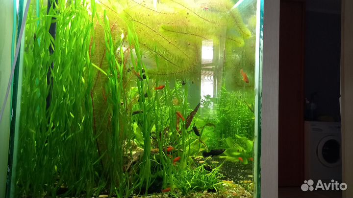 Перистолистник, валлиснерия спиралевидная