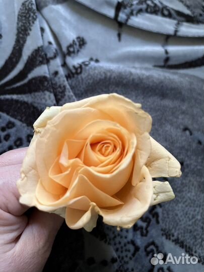 Флоксы, примула, земляника