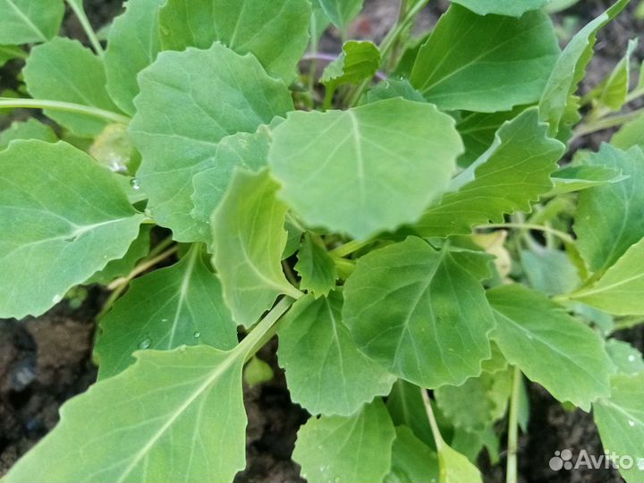 Рассада тыквы