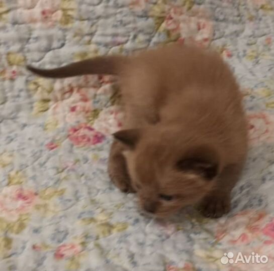 Бурма тайская малыши