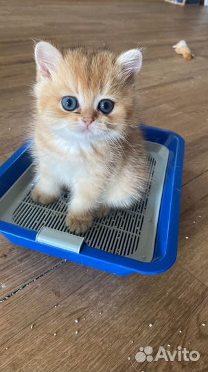 Золотые и серебряные шиншиллы