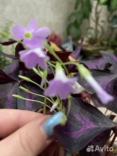 Кислица оксалис- цветок бабочка