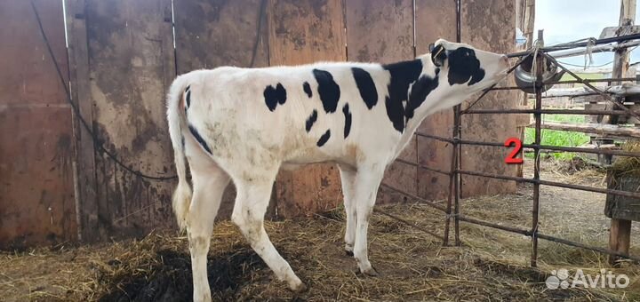 Корова с теленком, тёлки, бычок