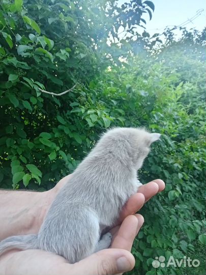 Чихуахуа щенки мини