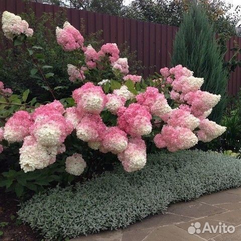 Гортензии 1-2-3 летние